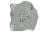 Prone Flexicalymene Trilobite Fossil - Indiana #289955-1